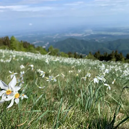 Bielmonte Appartamenti *